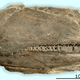 The 26 cm long fossil preserving the right side of the skull of Birgeria americana. Image: University of Zurich